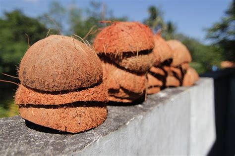 Bao ng Niyog .